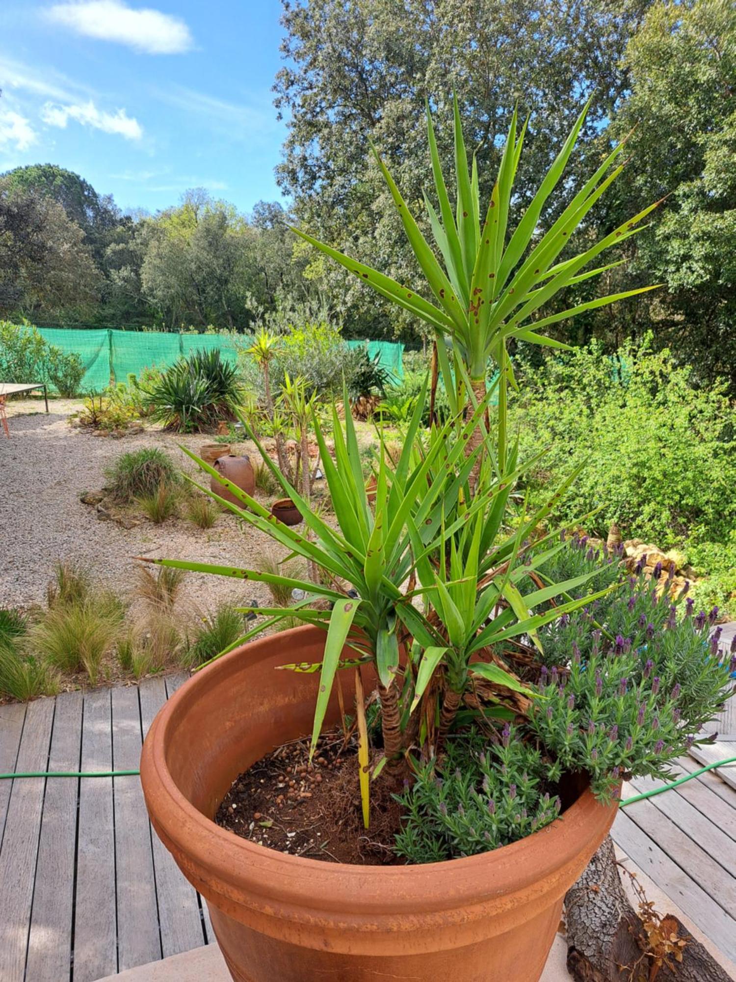 Le Calme De La Garrigue Bed & Breakfast Russan Luaran gambar